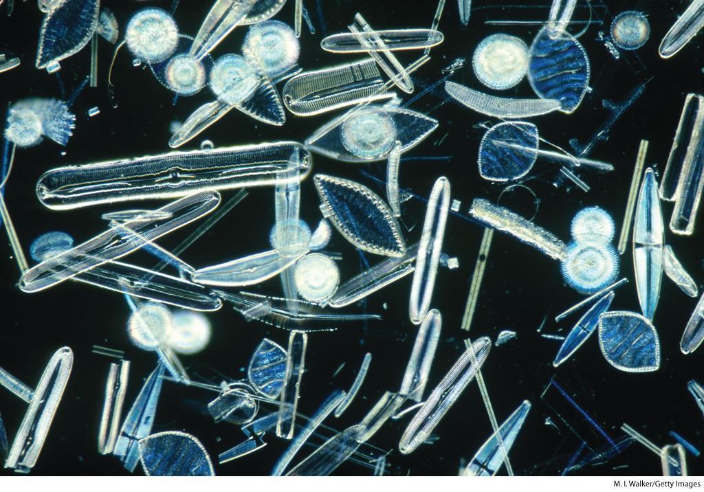 Stramenopiles Diatoms Most abundant members of the phytoplankton in temperate and polar waters Shell remains known as diatomaceous earth