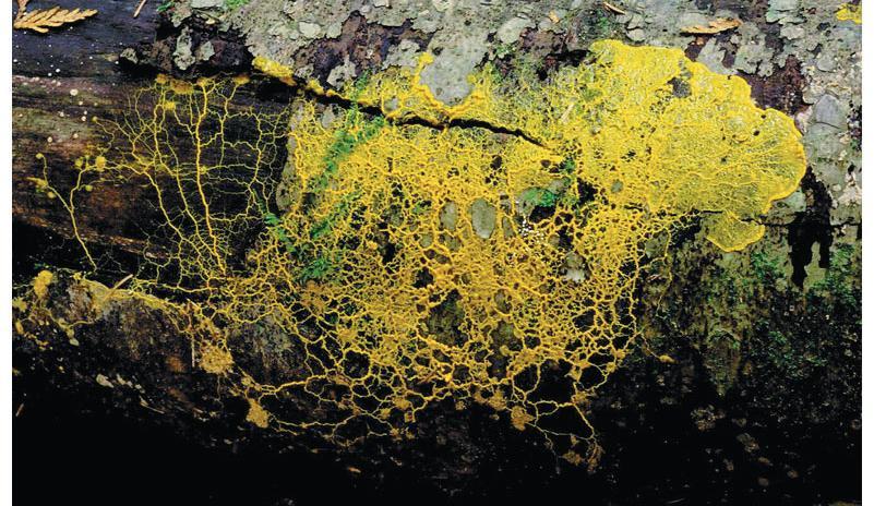 Plasmodial slime molds can be large are