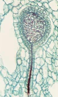 sporangia; multicellular gametangia; and apical meristems. This suggests that these traits were absent in the ancestor common to plants and charophytes but instead evolved as derived traits of plants.