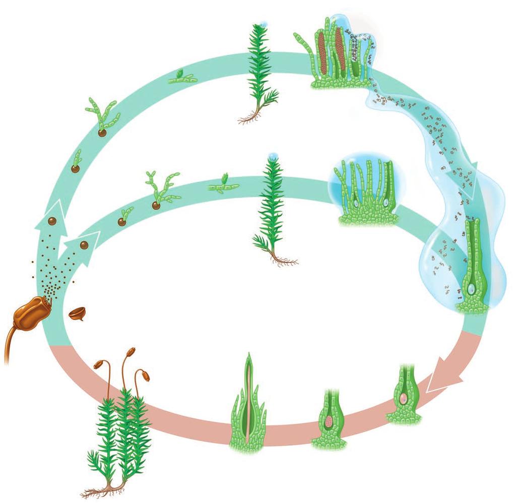 Figure 29.7 The life cycle of a moss. Key Haploid (n) Diploid (2n) 1 Spores develop into threadlike protonemata.