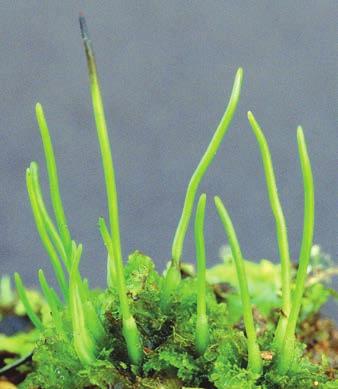 Foot Seta Plagiochila deltoidea, a leafy liverwort Capsule (sporangium) Marchantia polymorpha, a thalloid liverwort Marchantia sporophyte (LM) 500 μm Hornworts (Phylum Anthocerophyta) This phylum s