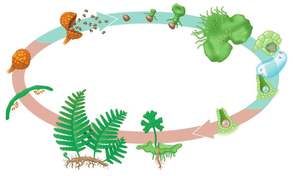 transport in vascular tissues called xylem and phloem, and well-developed roots and leaves, including spore-bearing leaves called sporophylls.