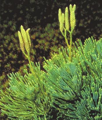 In many club mosses and spike mosses, sporophylls are clustered into clubshaped cones (strobili).
