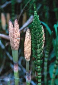 Selaginella moellendorffii, a spike moss Isoetes gunnii, a quillwort 1 cm Strobili (clusters of sporophylls) 2.
