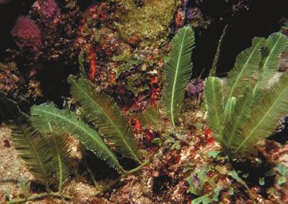 Figure 28.21 Red algae. Bonnemaisonia hamifera. This red alga has a filamentous form. 20 cm Nori. The red alga Porphyra is the source of a traditional Japanese food. Dulse (Palmaria palmata).