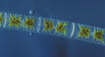 Various species of unicellular chlorophytes live independently in aquatic habitats as phytoplankton or inhabit damp soil.