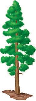 The pine tree is the sporophyte; its sporangia are located on scalelike structures packed densely in cones. Like all seed plants, conifers are heterosporous.
