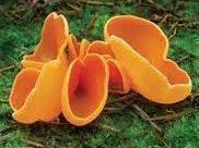 What are some kinds of fungi? Sac fungi, the largest group of fungi, include yeasts, powdery mildews, morels, and bird s-nest fungi. Sac fungi reproduce asexually and sexually.