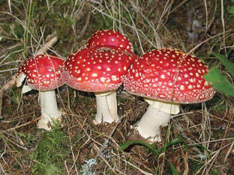What are some kinds of fungi?