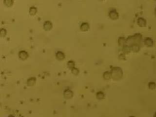 % w/v m sulfate stabilized latex microspheres in DI water. The cells and particles align alternatively along the field direction. This movie has been speeded up 8.