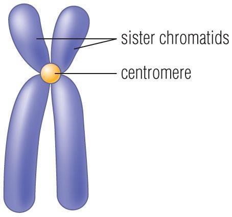 Interphase I Similar to mitosis interphase. Chromosomes replicate (S phase).