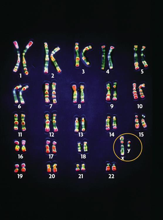 Every cell has autosomes and sex chromosomes. Your body cells have 23 pairs of chromosomes. Homologous pairs of chromosomes have the same structure.