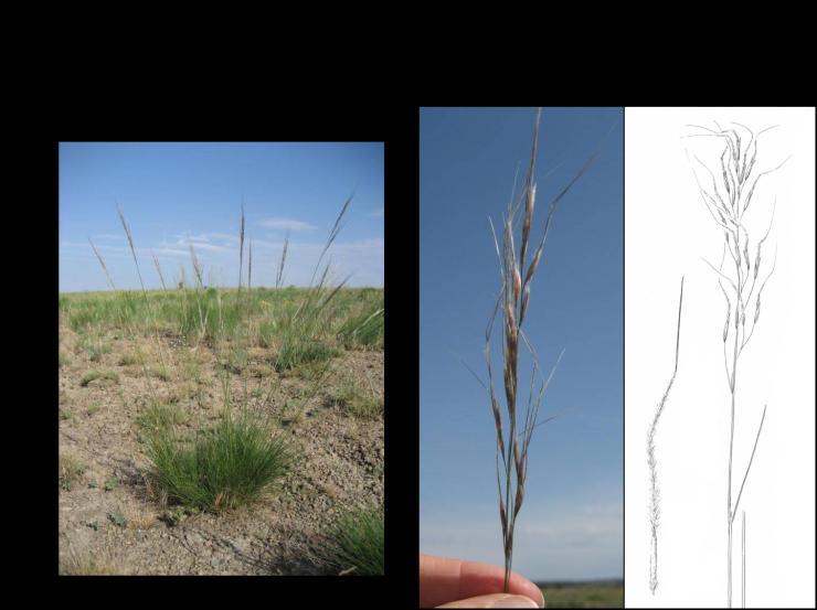 Thurber needlegrass However, these leaves are typically stiffer than fescue and feel