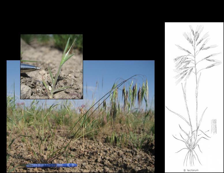 Cheatgrass Cheatgrass and medusahead are two annual grasses that we all, unfortunately,