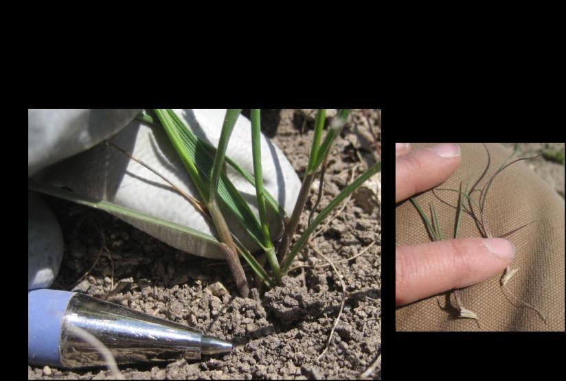 Texture, Shape and Color: I just had a few final words on grass ID. I find that after learning what grasses are in an area I use their shape, color and texture to quickly survey a site.