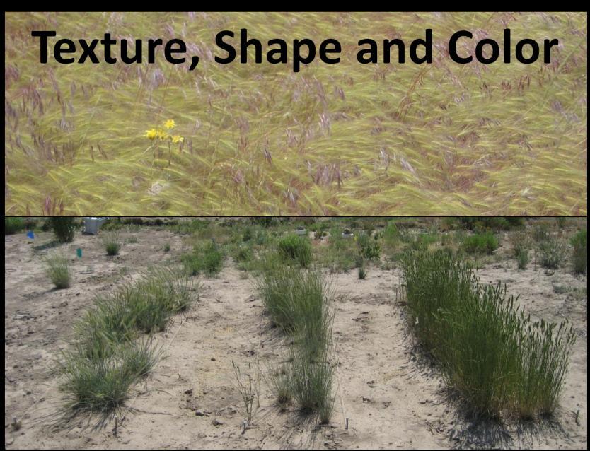 If you have 3 leaves or more, you will have a leaf collar that has the same characteristics as the adult plants. The photo on the left is crested wheatgrass with long, yellow auricles.