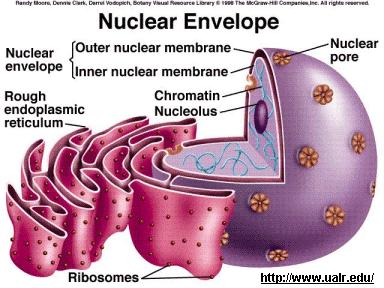 flattened sacs, and ribosomes bound to surface Proteins synthesized by ribosomes move into lumen of ER.