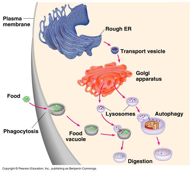 Lysosomes Membrane bounded vesicles contributing to digestive activity Contain hydrolytic enzymes which catalyze breakdown of carbohydrates,proteins, lipids and