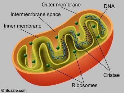 Mitochondria Organelle bound by two membranes. Inner membrane bearing cristae.