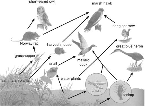 16 The picture below shows a food web. The harvest mouse population is decreasing.