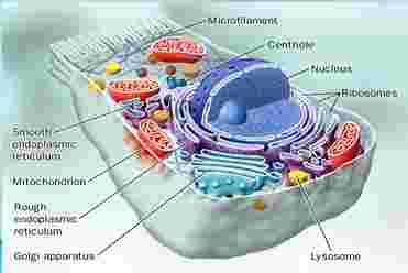 basic units of organisms Cells can