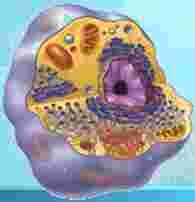 Prokaryotes Contain 3 basic cell