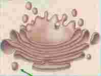 Organelles Found in Cells Examples of Organelles include: Endoplasmic reticulum (rough & smooth) canals for movement Golgi