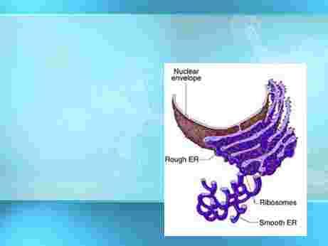 Smooth & Rough Endoplasmic Reticulum Smooth ER lacks ribosomes & makes proteins USED