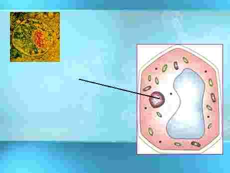 Control Organelle More on the Nucleus Nucleus Controls the normal activities of the cell Contain the DNA Bounded by a nuclear