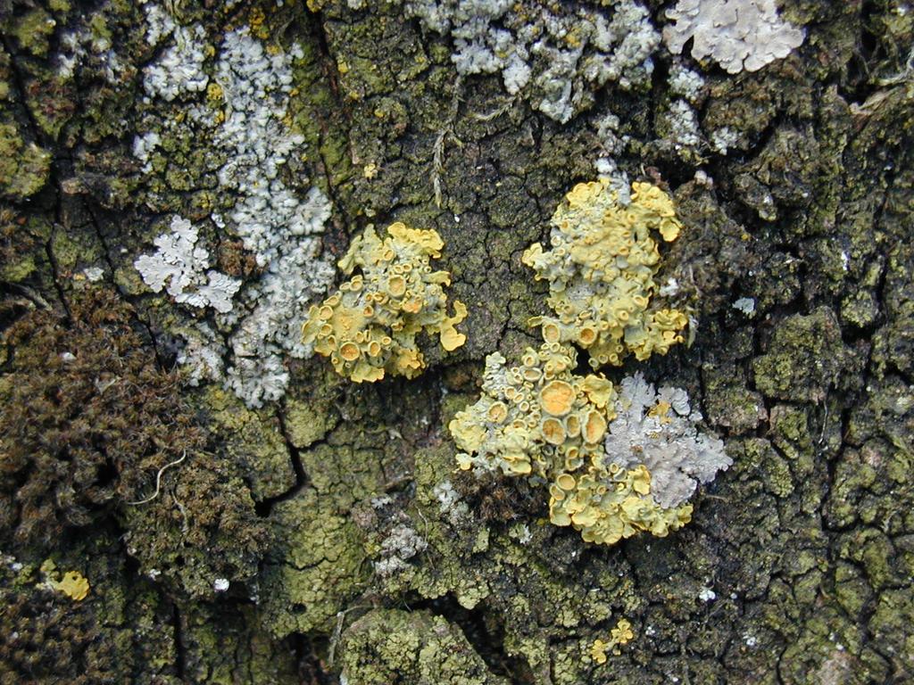 Lichens are