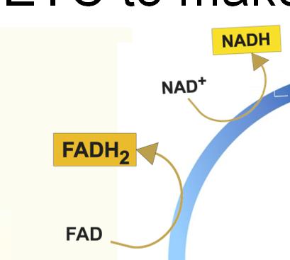 ATP, 8 NADH, 2 FADH 2 and 1