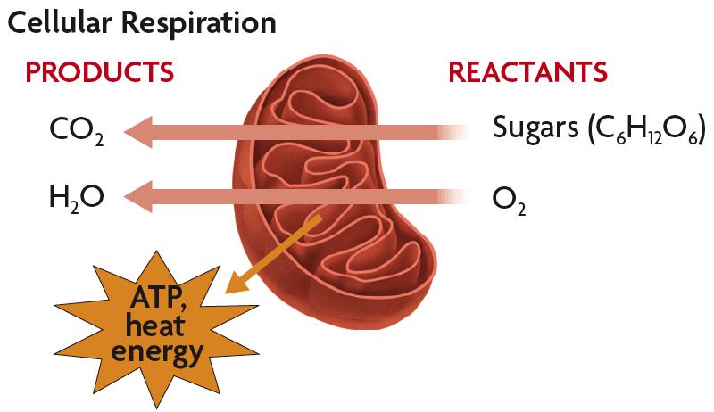 Respiration The reactants in