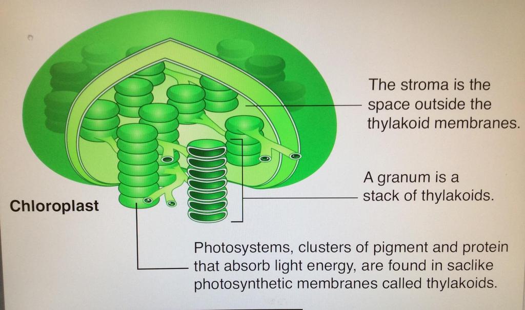The chloroplast is the organelle