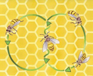 Round Dances are used for food sources less than 25-100 meters away from the hive. The forager bee turns in circles alternately to the left, then to the right.