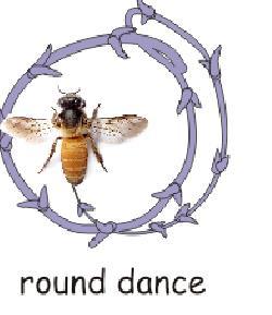 The Waggle Dance replaces the round dance as the food source becomes more distant and more plentiful. During the waggle dance the bee waggles her tail in a zigzag fashion to the right and to the left.