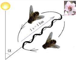 floor lies on a vertical plane. If the trove of nectar lies in the same direction as the midday sun, the foraging bee dances with the straight portion of the waggle dance facing the sun straight UP.