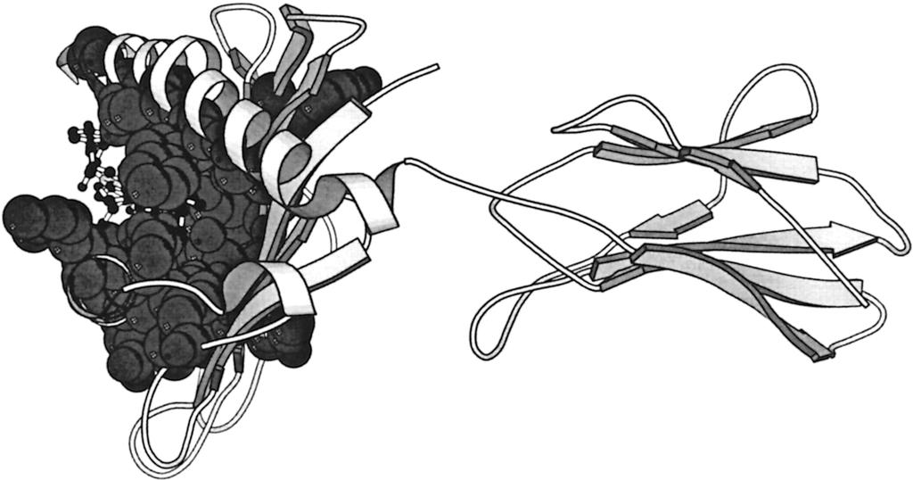 Example MHC MHC molecules bind intercellular
