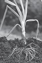 CHAPTER 12 SECTION 4 Introduction to Plants Structures of Seed Plants BEFORE YOU READ After you read this section, you should be able to answer these questions: What are the functions of roots and