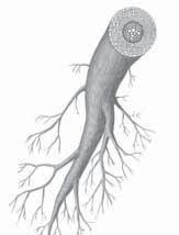 Critical Thinking 3. Apply Concepts What do you think happens to water and minerals right after they are absorbed by roots? What Are Roots?