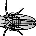 Results of a Fruit Fly Cross Cross X Long winged Long winged fly fly Offspring 75% long wings 25% short wings 7.