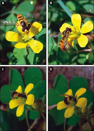 FLORAL MORPHS AND MODE OF POLLINATION IN OXALIS CORNICULATA 4031 Fig.
