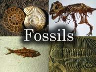 Geologists study rocks, fossils,