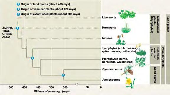 BRYOPHYTES Mosses, Liverworts, Hornworts Not monophyletic (?