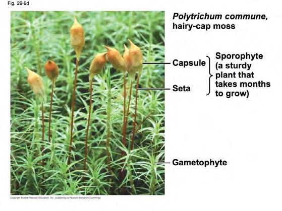 Common Characteristics Gametophyte generation