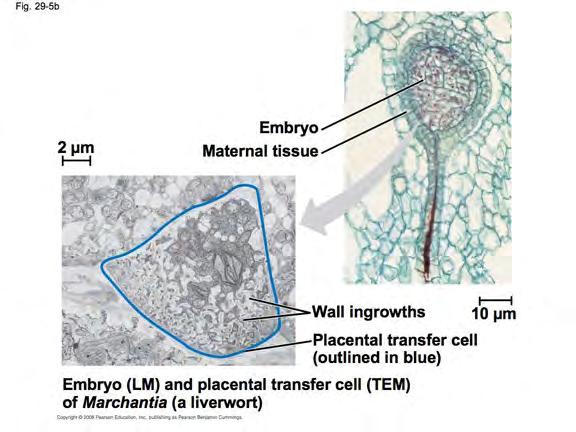 (flagellated sperm cells) Female gametangium =