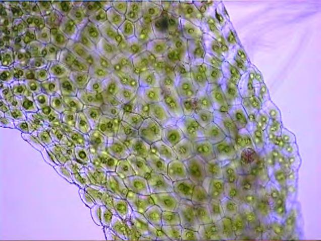 sporophytes in hornlike capsules of