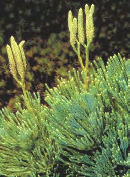 Sporangia borne on sporophylls: leaves specialized