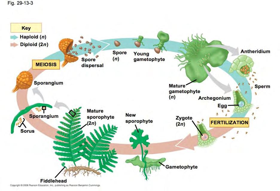 LIFE CYCLE: sporophyte with specialized leaves, each with