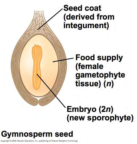 Changes in Life Cycle 3. Seed.
