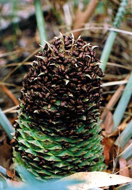 Cycadophyta: Cycads Primarily insect pollinated,